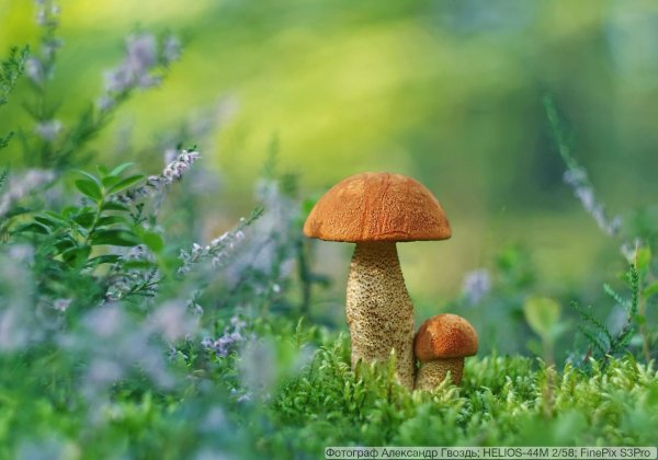 красноголовики и подосиновики