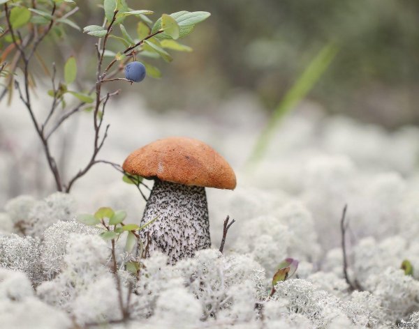 подосиновик мурманской области