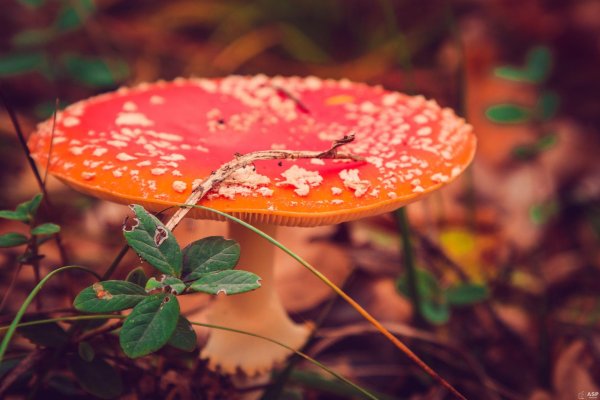 мухомор красивый