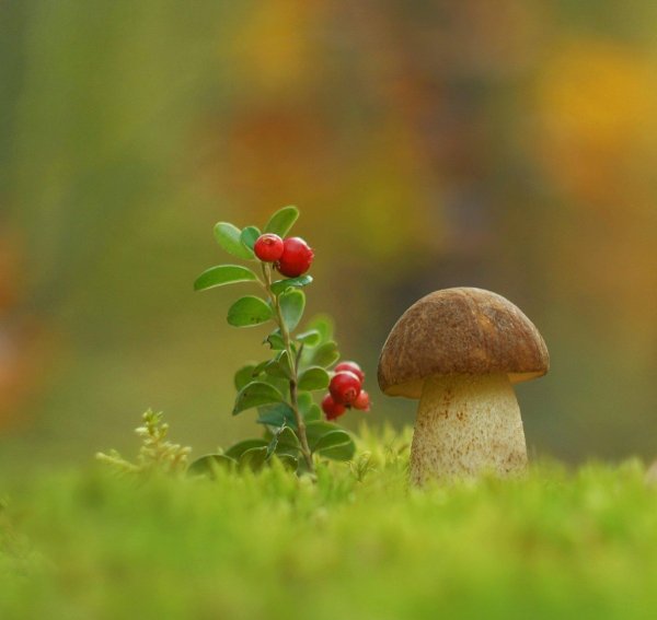 грибная поляна в лесу