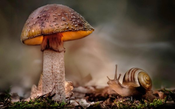 пучебрюхий грибожуй