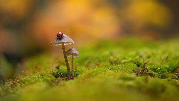 насекомые макросъемка