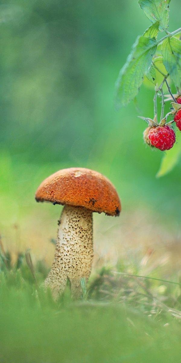 подосиновик гриб