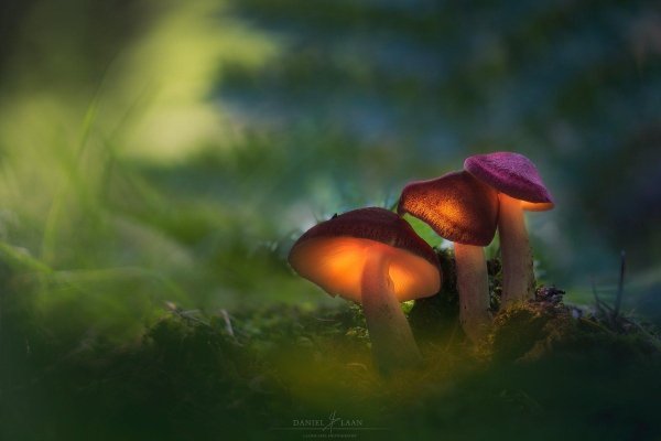 люминесцентные грибы