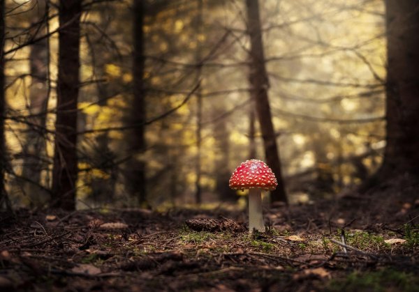 мухоморная россия