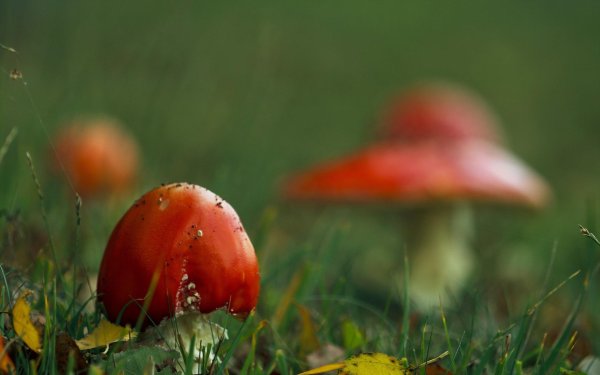 красивый мухомор
