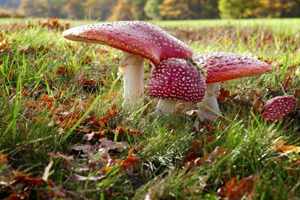 грибная поляна мухоморов