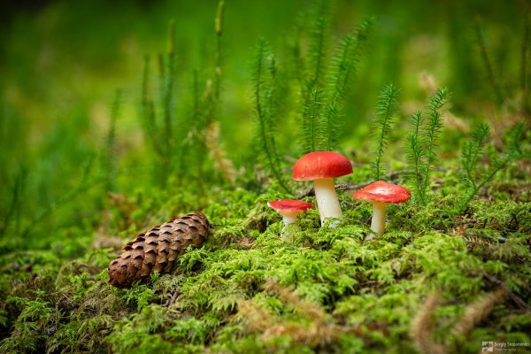 красная сыроежка