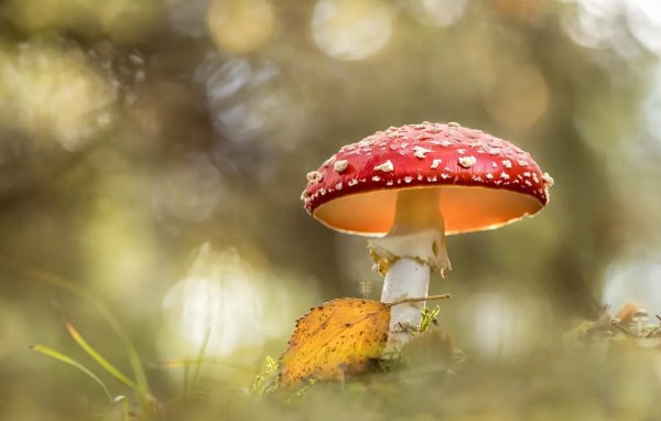 красивый мухомор