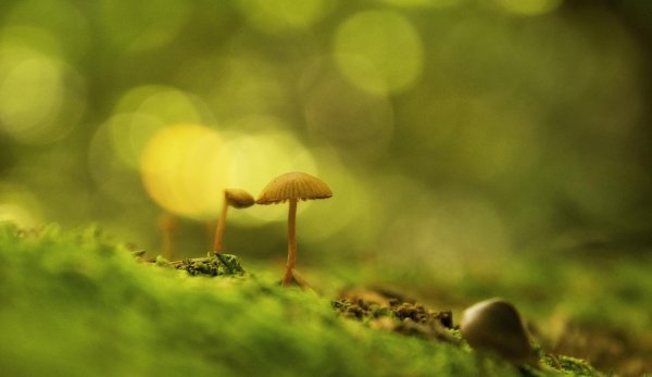 фон для грибов