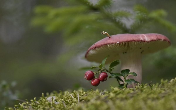 сыроежка красивая