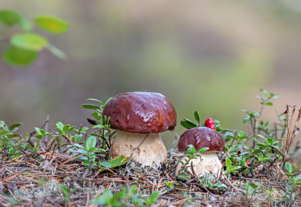 гриб боровик