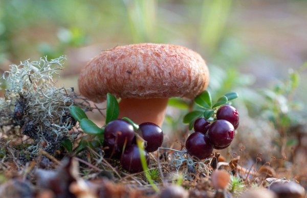 волнушки грибы забайкалья