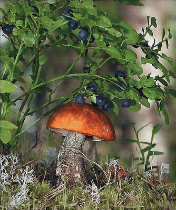 день грибного дождя 6 августа