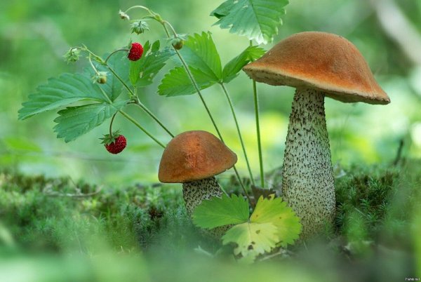 красноголовики и подосиновики