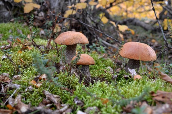 подосиновик красноголовик