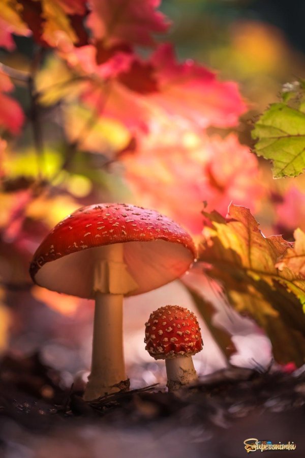 осенние грибочки