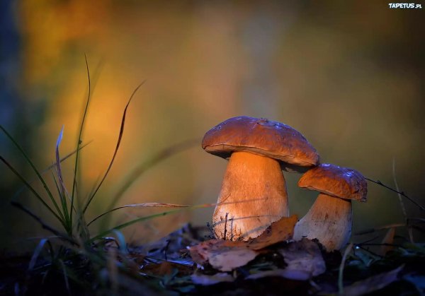 боровик прекрасный