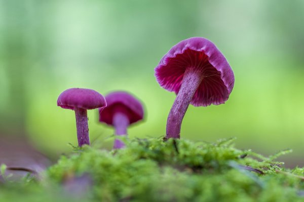 лаковица аметистовая