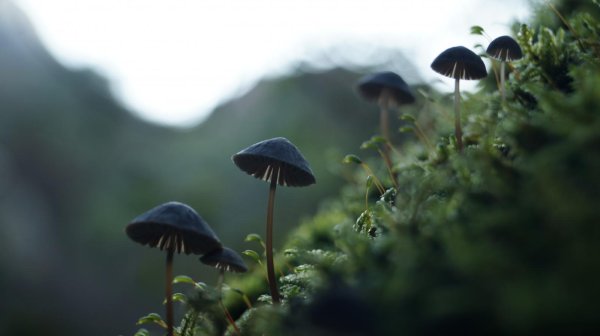 пейзаж с грибами