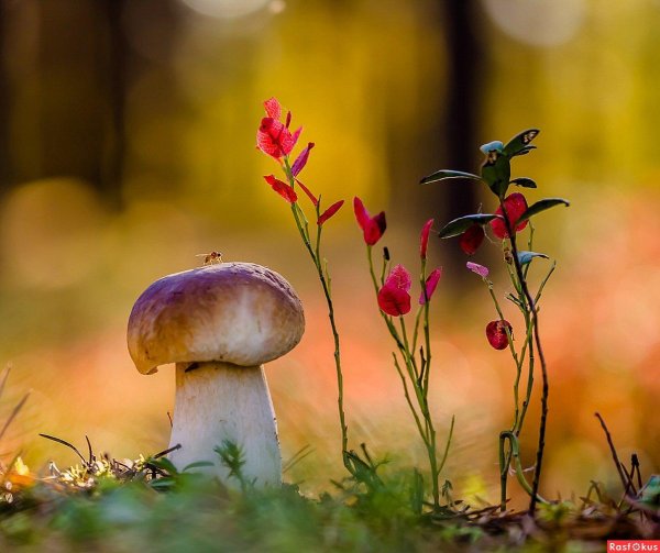 осенний лес с грибами