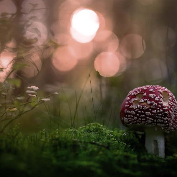 маленький мухомор