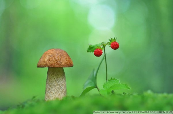 ягода земляника