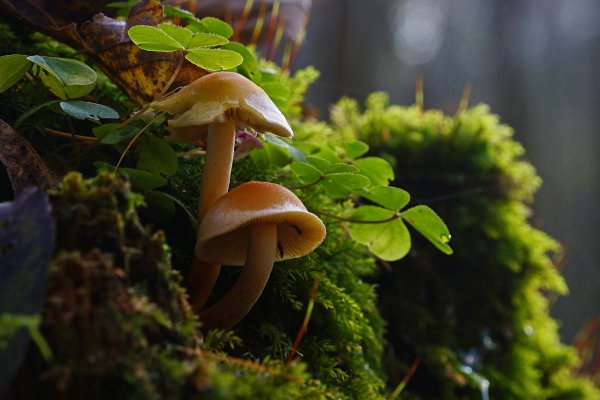 галерина окаймленная