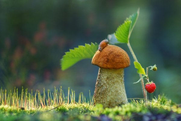 доброе утро с грибами