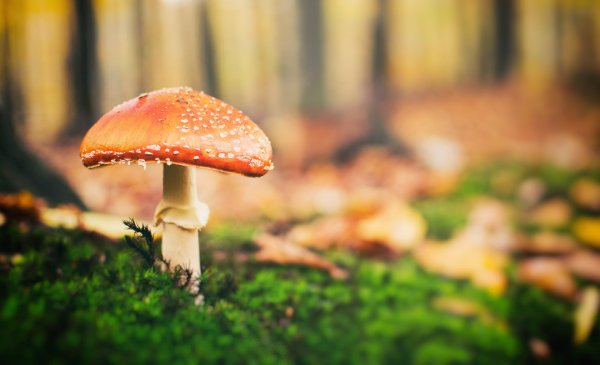 мухомор аманита мускария