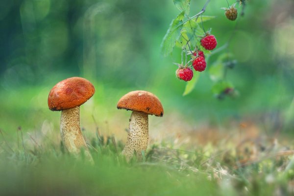 полянка с грибами