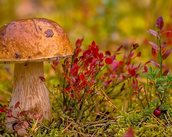 лес с грибами