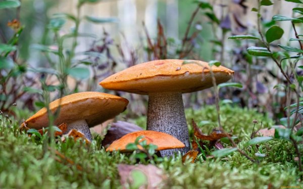 красноголовики и подосиновики