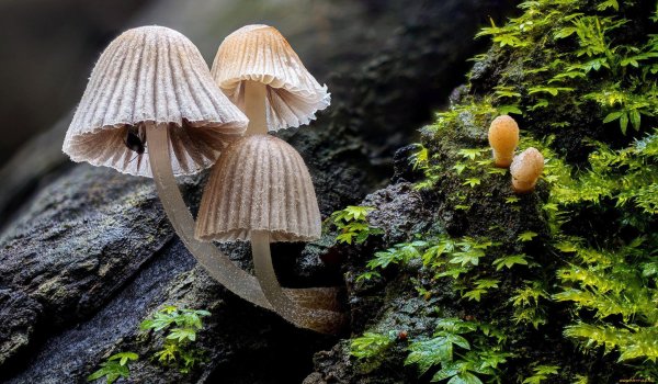 навозник рассеянный coprinus disseminatus