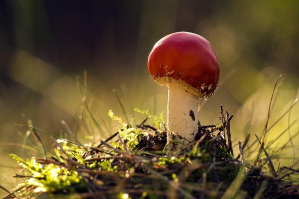 Природа грибы