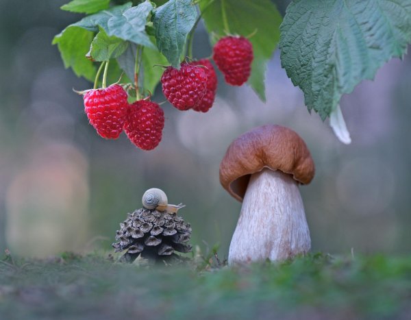 природа ягоды