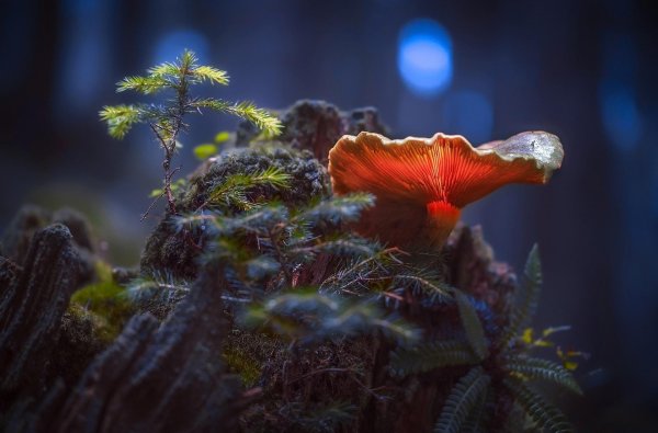 макросъемка природа