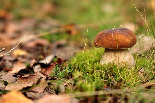 гриб осенний