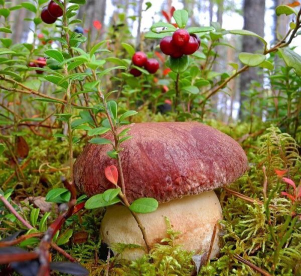 боровичок гриб