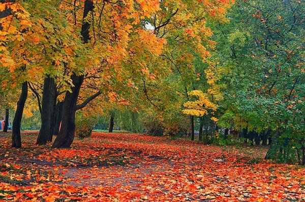 осенний парк