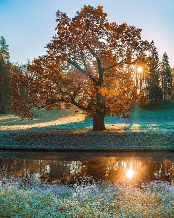 фёдор лашков дуб павловск