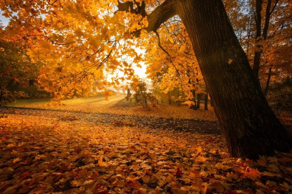 осень листопад