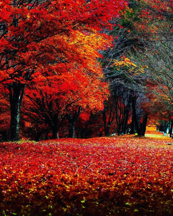 осенние пейзажи