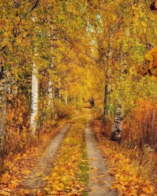 золотая березовая роща