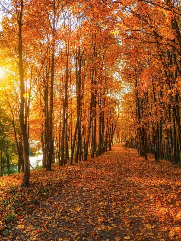 лес осенний