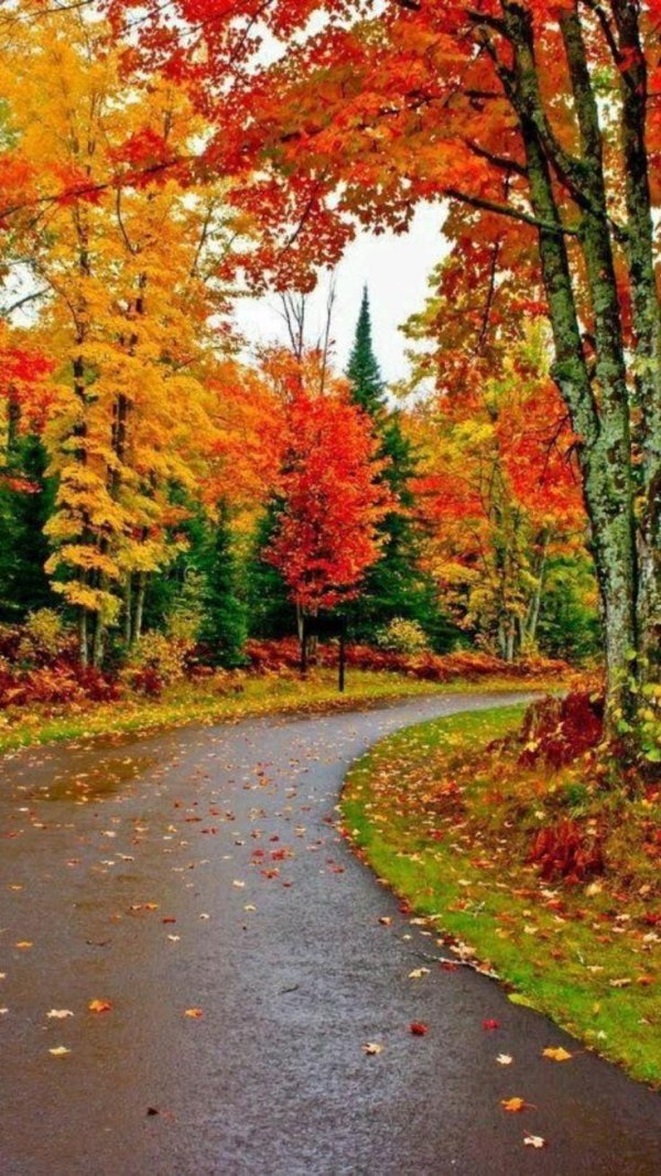 осенние лес