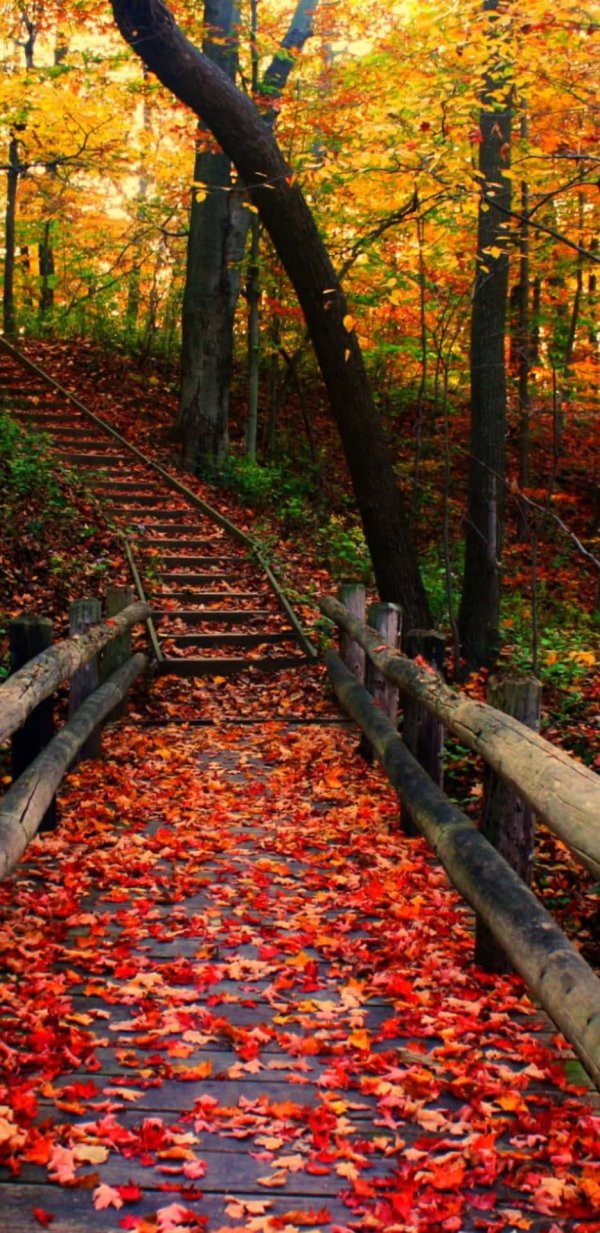 осенние фотографии