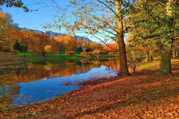 парк борисовские пруды осенью