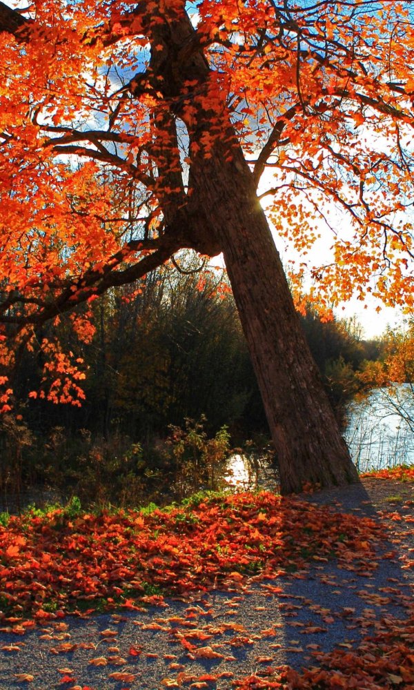 осенне дерево