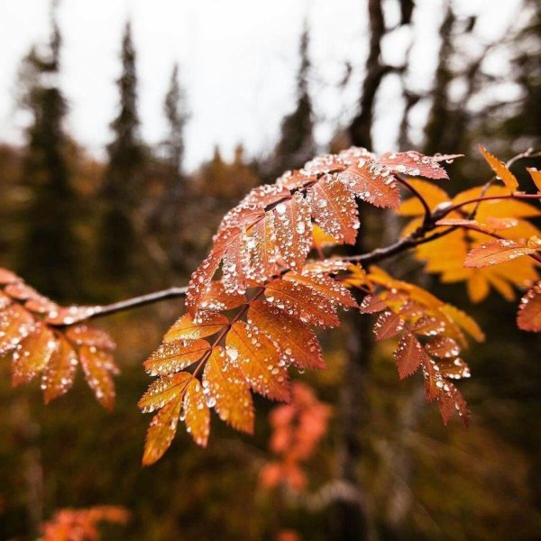 рябина лист